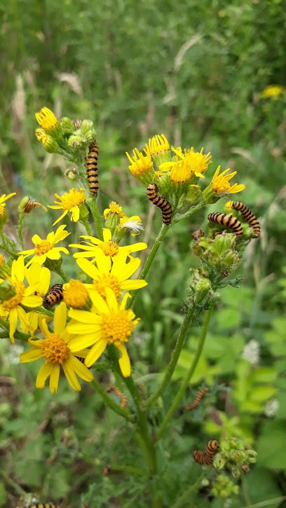 Kwekerij Cor Habraken, Bloemist in Son