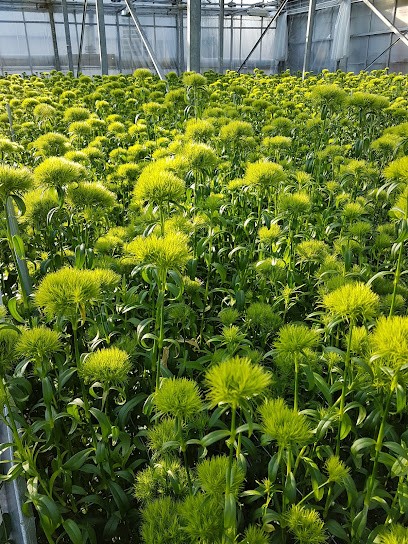 K. Marck B.V., Bloemist in Nieuwerkerk aan den IJssel