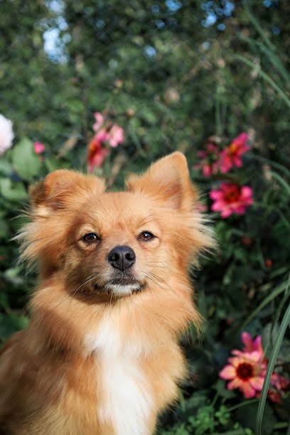 Smiles and Flowers, Bloemist in Gendt